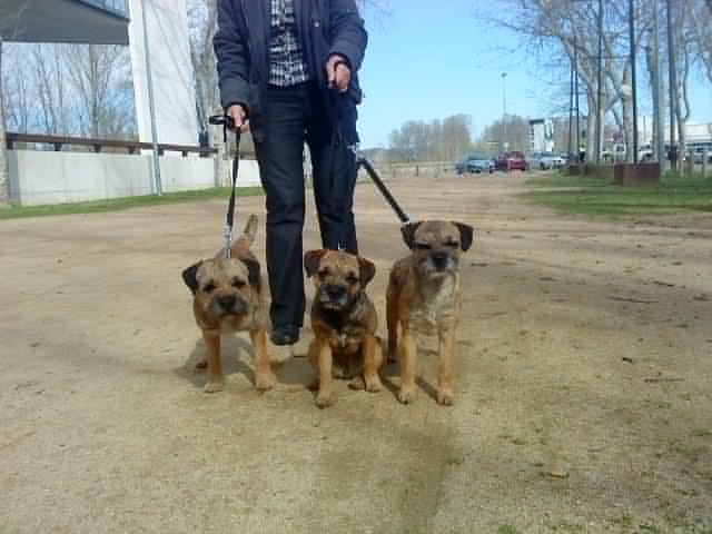 CH. Aiga Viva Fé libre - 1er excellent - MEILLEUR JEUNE