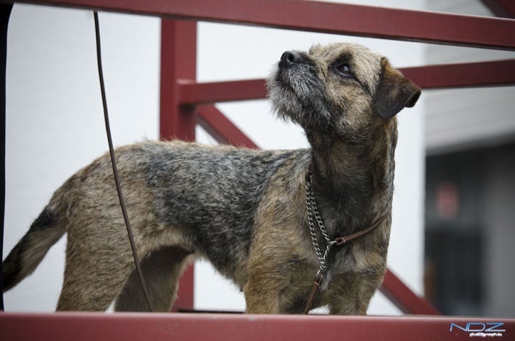 CH. Aiga Viva Fé libre - 2eme excellent RCACS RCACIB