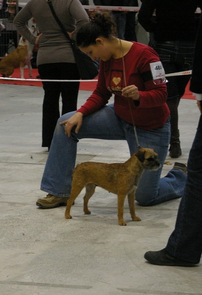 CH. bow valley Caly - 1er excellent - CACIB CACS - Meilleur de race