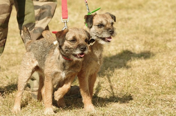 CH. bow valley Caly - 117,5/150 3ème très bon