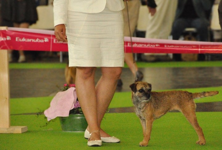 CH. bow valley Caly - Excellent