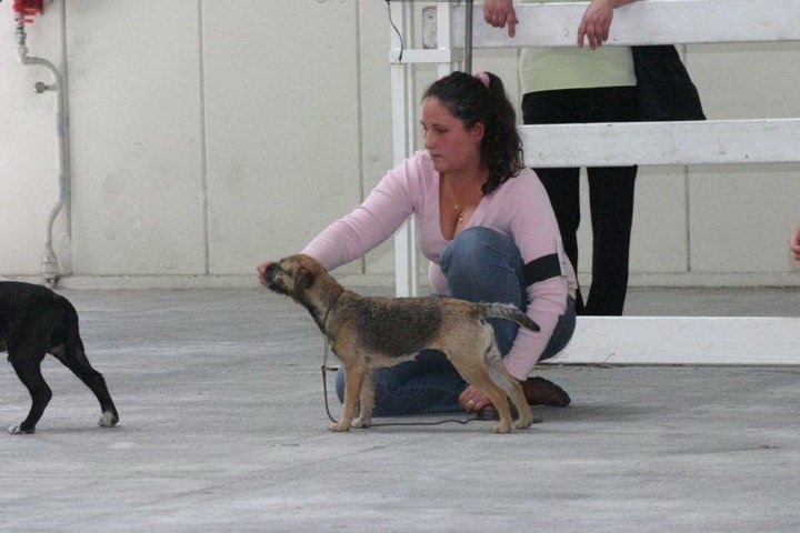 CH. Aiga Viva Fé libre - 1er très prometteur - Meilleur puppy