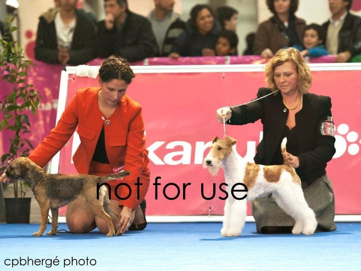 CH. Aiga Viva Fé libre - 1er excellent - CAC QC CACIB BOB