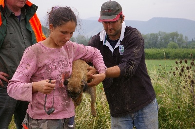 CH. bow valley Caly - 135/150 - excellent - CACT/TN