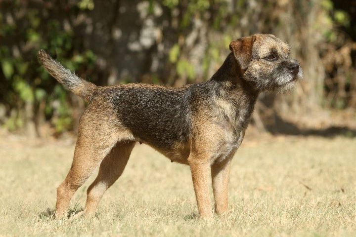 CH. Aiga Viva Fé libre - 1er excellent - CACS RCACIB