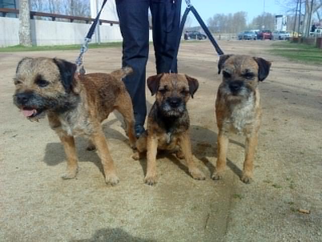 CH. bow valley Caly - très bon