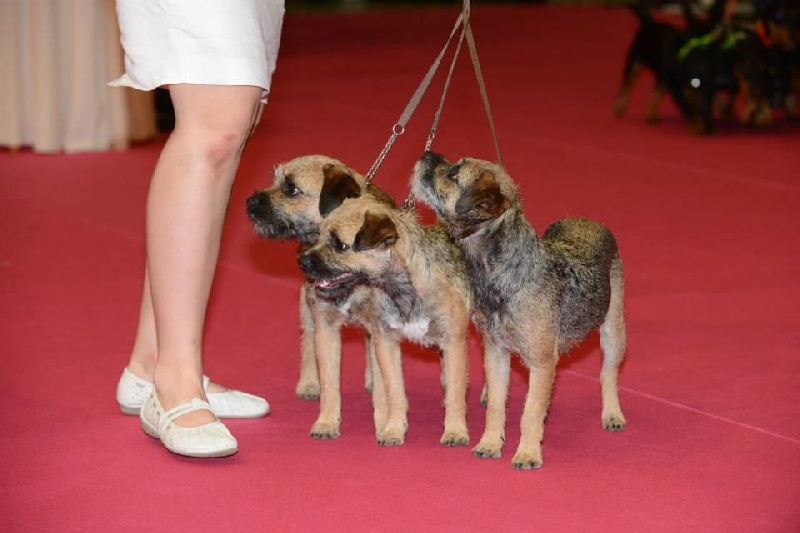 CH. Aiga Viva Fé libre - excellent - non classée