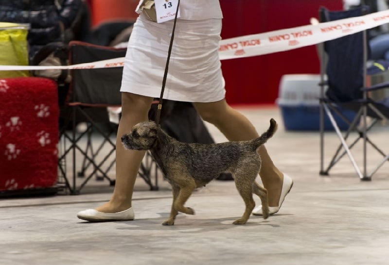 CH. Aiga Viva Fé libre - 1er excellent - CACIB - BOB