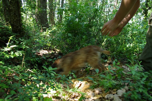 CH. bow valley Caly - 65,50/150 honorable