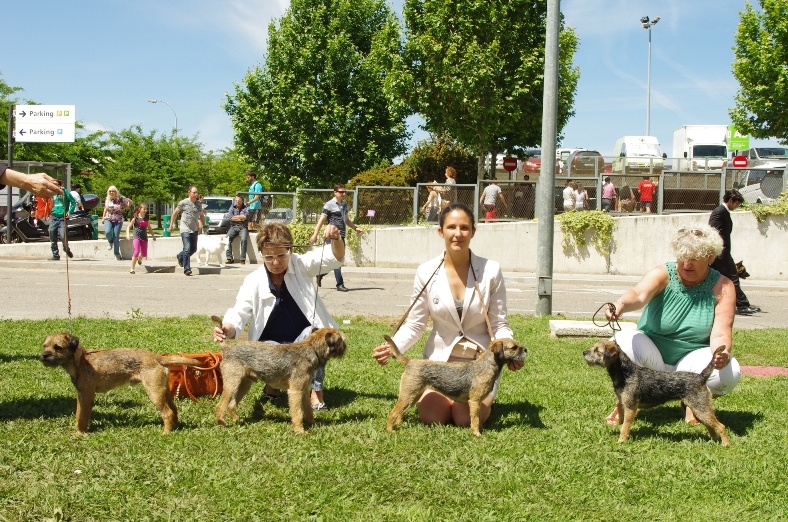 CH. Aiga Viva Fé libre - 1er excellent CAC CACIB BOB