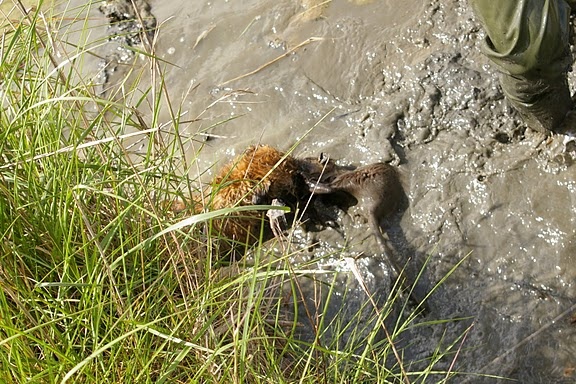 CH. bow valley Caly - 1er excellent - CACT - 150/150