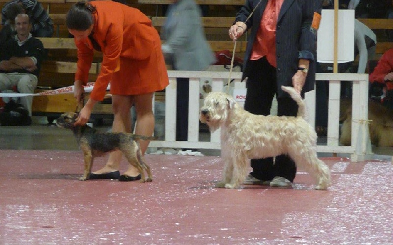 CH. Aiga Viva Fé libre - 1er excellent - CACS CACIB