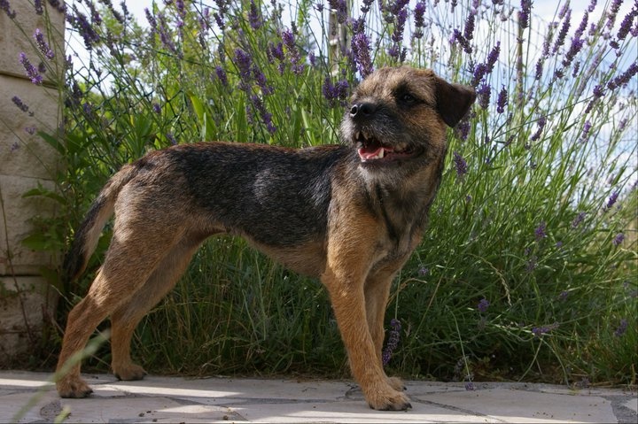 CH. Aiga Viva Fé libre - 1er excellent - RCACIB RCACS