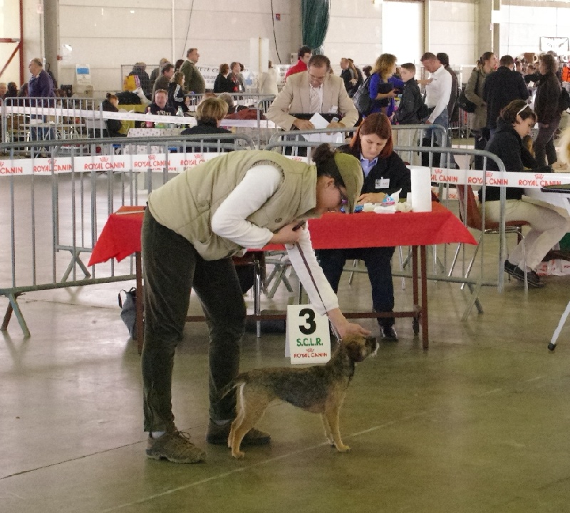 CH. Aiga Viva Fé libre - 1er excellent CACS BOB