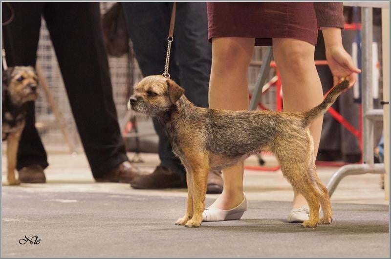 CH. Aiga Viva Fé libre - 4eme excellent