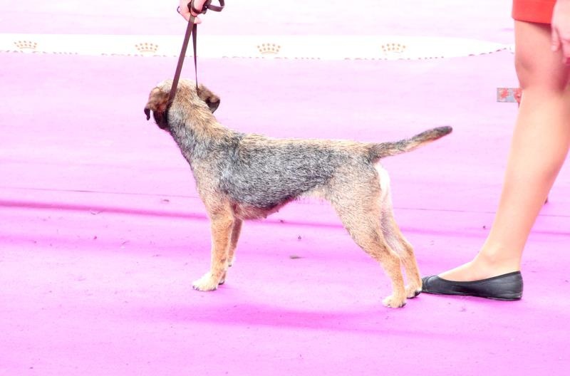 CH. Aiga Viva Fé libre - 1er excellent - CACIB - BOB