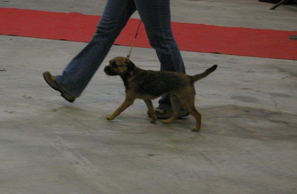CH. Aiga Viva Fé libre - 1ère excellent - MEILLEUR JEUNE