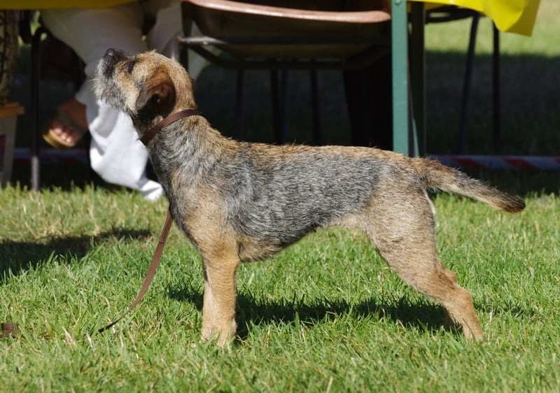 CH. Aiga Viva Fé libre - 1er excellent - CAC