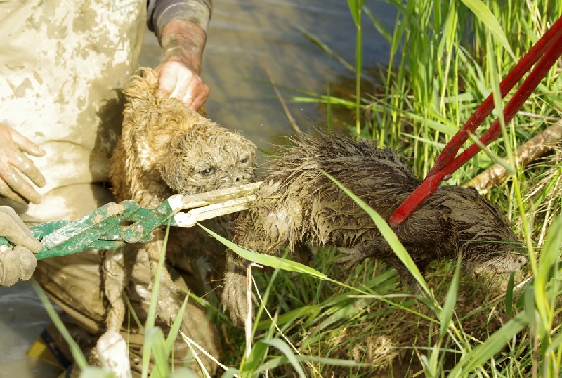 CH. bow valley Caly - 135/150 - excellent - CACT