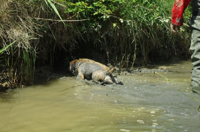 CH. Aiga Viva Fé libre - 150/150 excellent CAT