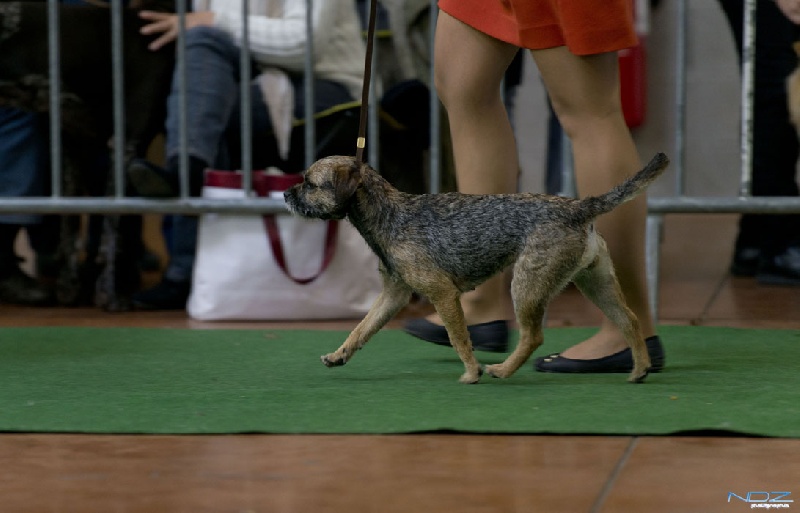 CH. Aiga Viva Fé libre - 1er excellent - CACIB - BOB