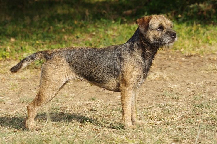 CH. Aiga Viva Fé libre - 1er excellent BOB