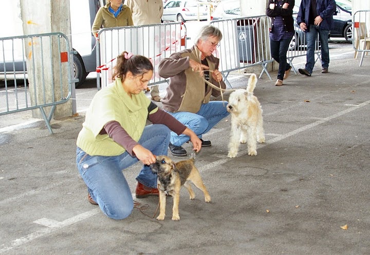 CH. Aiga Viva Fé libre - 1er très prometteur - Meilleur Novice et Espoir de la Régionale