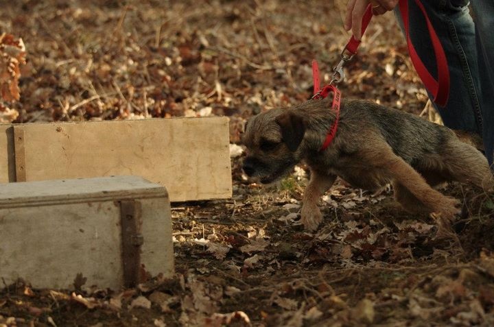 CH. Aiga Viva Fé libre - 110/150 - 3ème Très bon