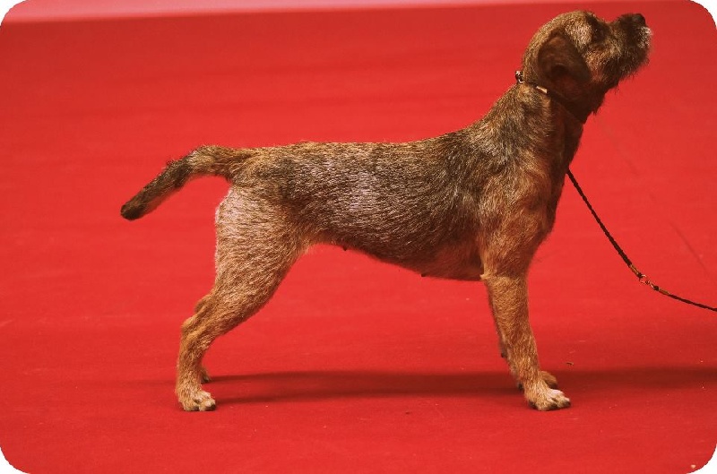 CH. Aiga Viva Fé libre - 1er excellent CAC CACIB BOB