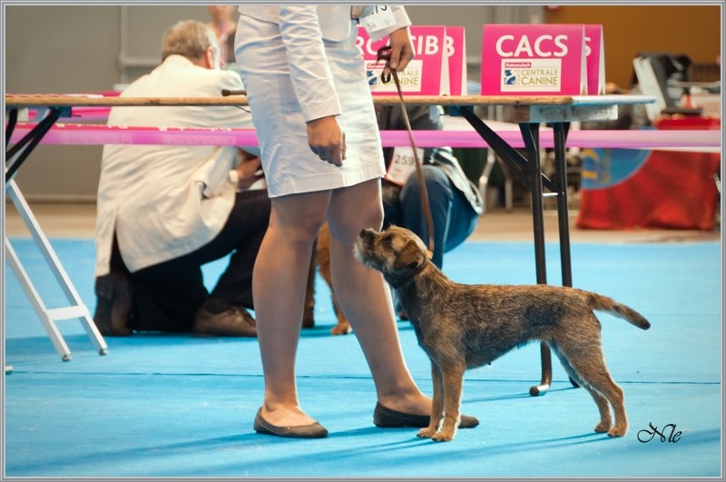 CH. Aiga Viva Fé libre - 1er excellent