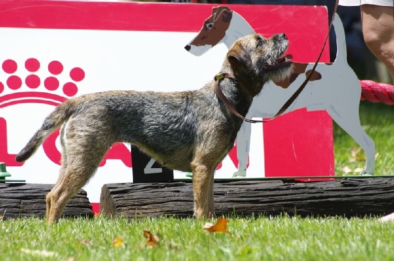 CH. Aiga Viva Fé libre - 1er excellent - CAC-QC