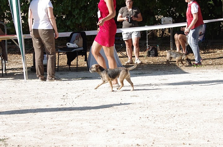 CH. Aiga Viva Fé libre - 1er excellent - Meilleur classe travail