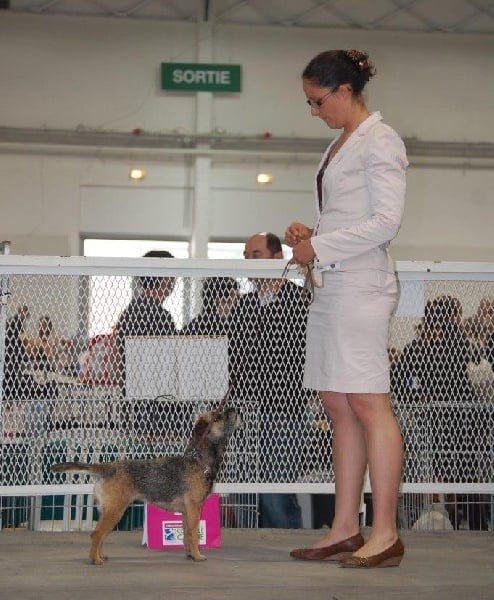 CH. Aiga Viva Fé libre - 4eme excellent