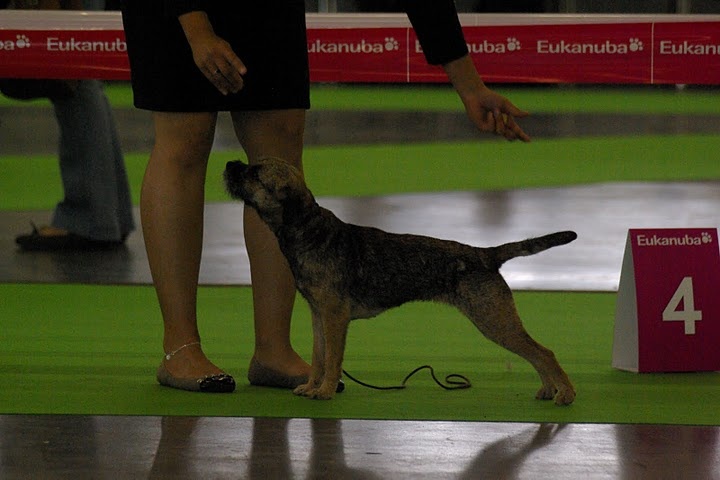 CH. Aiga Viva Fé libre - Très bon