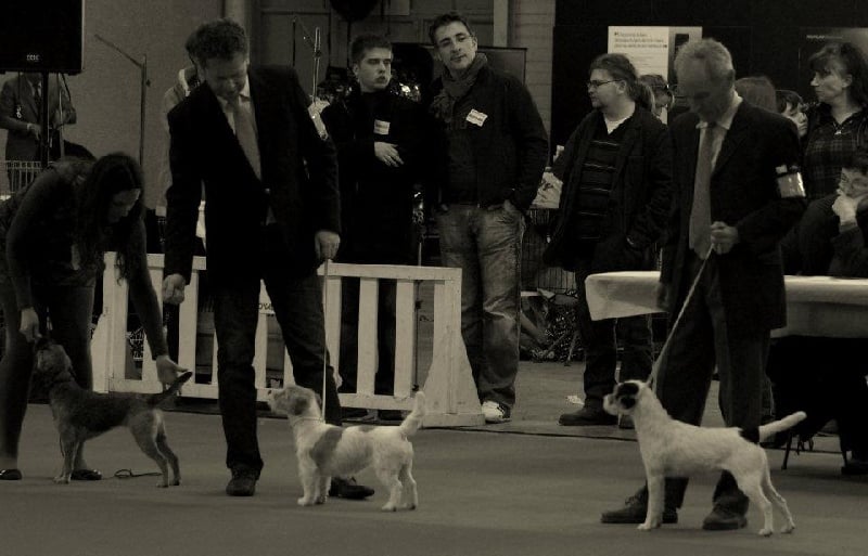 CH. Aiga Viva Fé libre - 1er excellent - CACS CACIB BOB