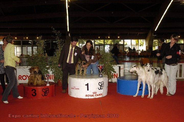 CH. bow valley Caly - 1er/4 excellent CACS CACIB - meilleure paire de l'exposition