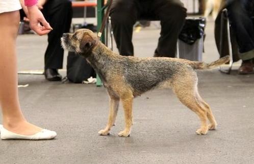 CH. Aiga Viva Fé libre - 1er excellent - CAC - RCACIB