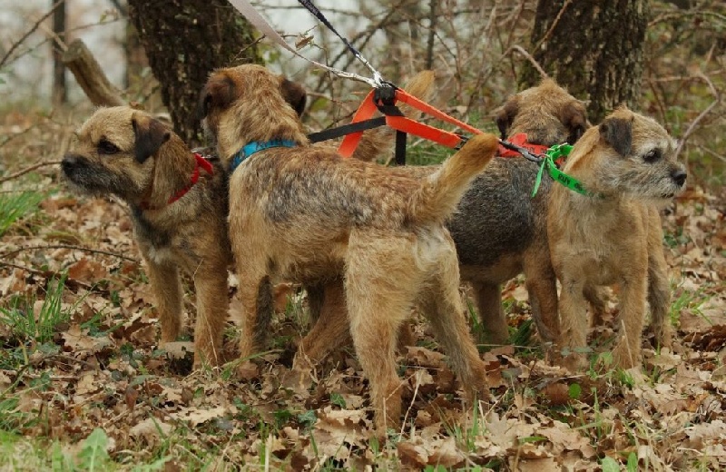 CH. bow valley Caly - 125/200 honorable