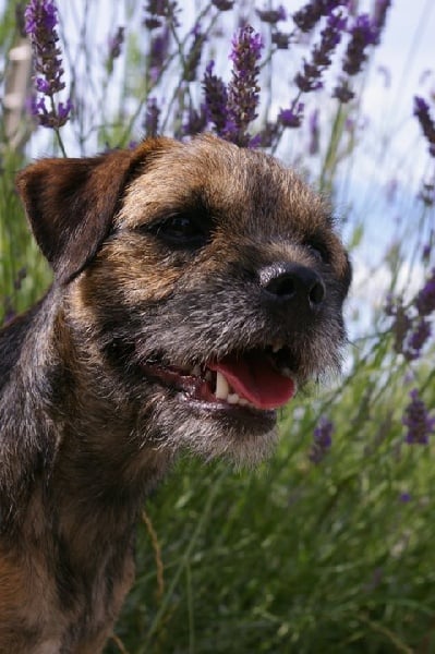 CH. Aiga Viva Fé libre - 1er excellent - CACS - Meilleur de Race