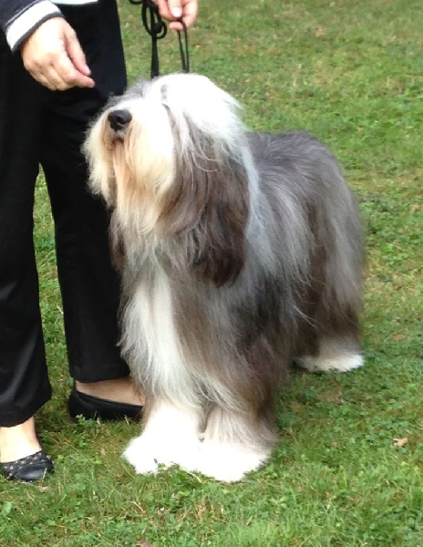 Joye Du Manoir Des Lucioles - 1ère EXC Classe Intermédiaire RCACS