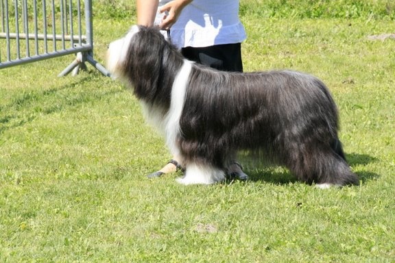 CH. Something Else Deanna - 1ère Excellent