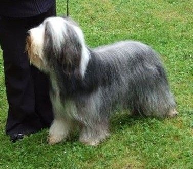 Joye Du Manoir Des Lucioles - Exc Meilleure femelle de la classe intermédiaire/3 et Coup de coeur du juge