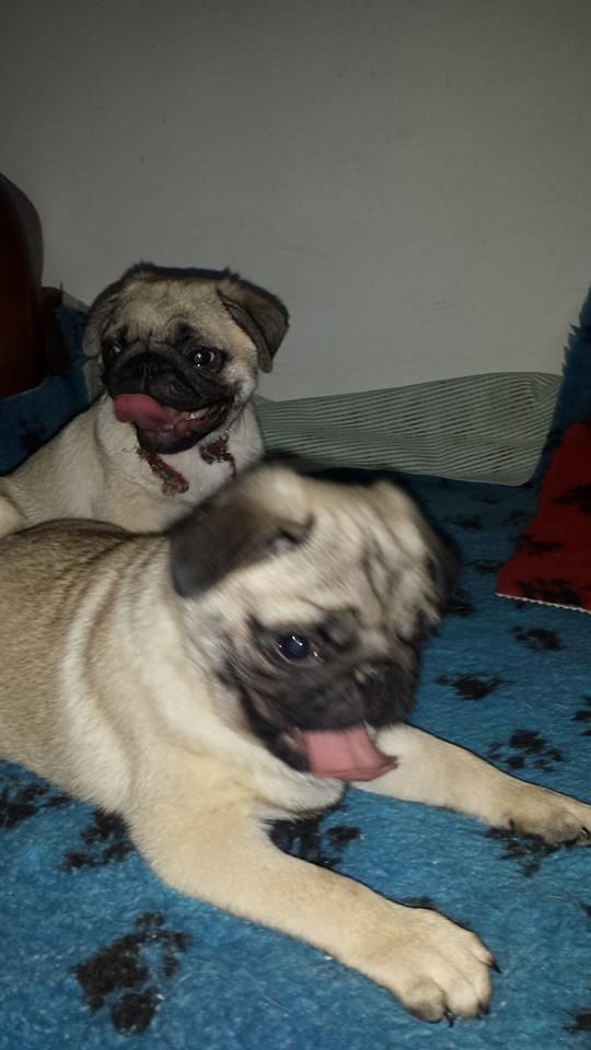 Accueil Elevage Des Nez Plats Du Ricolin Eleveur De