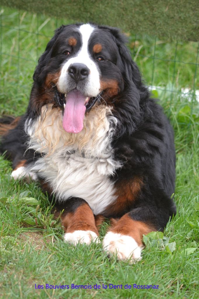 Accueil Elevage Oriane Gogny Eleveur De Chiens Bouvier Bernois