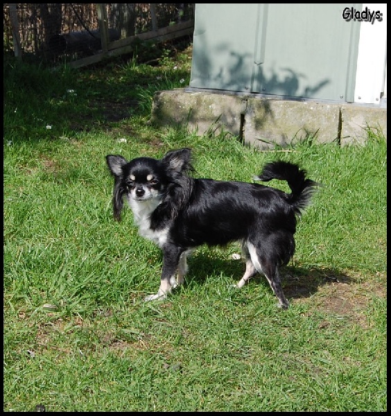 Publication : Las Manzanas D'amor Auteur : Anne-Marie Claeys