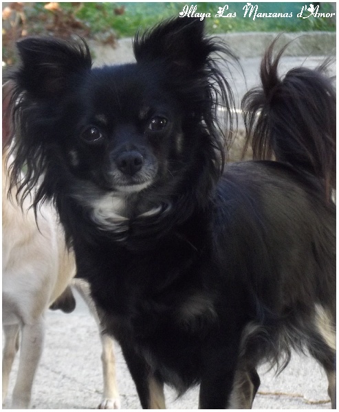 Publication : Las Manzanas D'amor Auteur : Claeys Anne-Marie