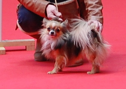 Inesh Las Manzanas D'amor - Classe Ouverte : 1 Excellent - R.C.A.C.S