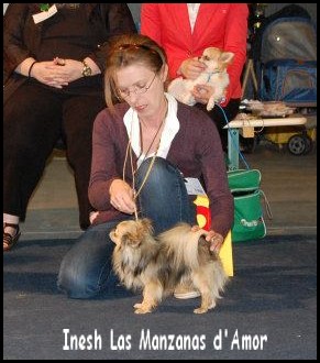 Inesh Las Manzanas D'amor - 3 eme Excellent classe ouverte mâle PL