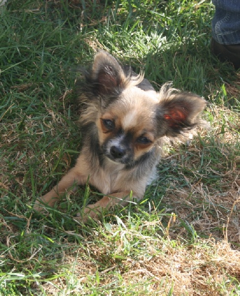 Inesh Las Manzanas D'amor - 2 Très Prometteur