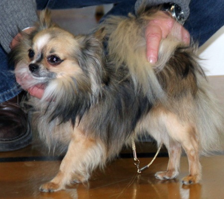 Inesh Las Manzanas D'amor - 3 Excellent